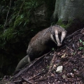 Jazbec_Badger_Meles_meles_04.jpg