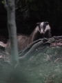 Jazbec_Badger_Meles_meles_05.jpg