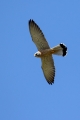 Juzna_postovka_Lesser_kestrel_Falco_naumanni_Sokoli_Falconidae_03.jpg
