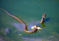 Kaca_snake_03.jpg