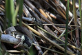 Kaca_snake_06.jpg