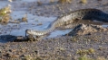 Kaca_snake_07.jpg