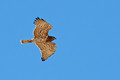 Kacar_short_toed_Eagle_Circaetus_gallicus_Orli_Aciiipitridae_03.jpg