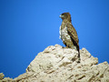 Kacar_short_toed_Eagle_Circaetus_gallicus_Orli_Aciiipitridae_04.jpg