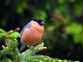 Kalin_Bullfinch_Pyrrhula_pyrrhula_Scinkavci_Fringillidae_07.jpg