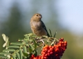 Kalin_Bullfinch_Pyrrhula_pyrrhula_Scinkavci_Fringillidae_16.jpg