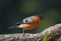 Kalin_Bullfinch_Pyrrhula_pyrrhula_Scinkavci_Fringillidae_17.jpg