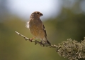 Kalin_Bullfinch_Pyrrhula_pyrrhula_Scinkavci_Fringillidae_18.jpg