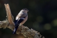 Kalin_Bullfinch_Pyrrhula_pyrrhula_Scinkavci_Fringillidae_19.jpg