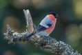 Kalin_Bullfinch_Pyrrhula_pyrrhula_Scinkavci_Fringillidae_21.jpg