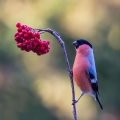 Kalin_Bullfinch_Pyrrhula_pyrrhula_Scinkavci_Fringillidae_22.jpg