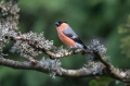 Kalin_Bullfinch_Pyrrhula_pyrrhula_Scinkavci_Fringillidae_23.jpg