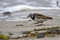 Kamenjar_Turnstone_Arenaria_interpres_Kljunaci_Scolopacidae_01.jpg