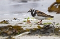 Kamenjar_Turnstone_Arenaria_interpres_Kljunaci_Scolopacidae_02.jpg