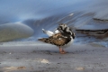 Kamenjar_Turnstone_Arenaria_interpres_Kljunaci_Scolopacidae_04.jpg
