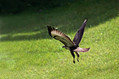 Kanja_Common_buzzard_04.jpg