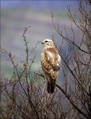 Kanja_Common_buzzard_Buteo_buteo_07.jpg