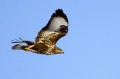 Kanja_Common_buzzard_Buteo_buteo_14.jpg