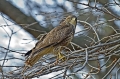 Kanja_Common_buzzard_Buteo_buteo_15~1.jpg