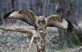 Kanja_Common_buzzard_Buteo_buteo_17.jpg