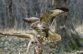Kanja_Common_buzzard_Buteo_buteo_18.jpg