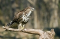 Kanja_Common_buzzard_Buteo_buteo_22.jpg