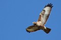 Kanja_Common_buzzard_Buteo_buteo_25.jpg