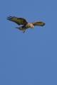 Kanja_Common_buzzard_Buteo_buteo_30.jpg