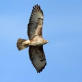 Kanja_Common_buzzard_Buteo_buteo_31.jpg