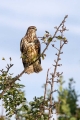 Kanja_Common_buzzard_Buteo_buteo_32.jpg