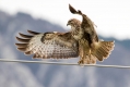 Kanja_Common_buzzard_Buteo_buteo_34.jpg