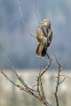 Kanja_Common_buzzard_Buteo_buteo_35.jpg