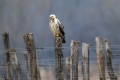 Kanja_Common_buzzard_Buteo_buteo_37.jpg