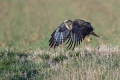 Kanja_Common_buzzard_Buteo_buteo_38.jpg
