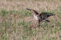 Kanja_Common_buzzard_Buteo_buteo_40.jpg