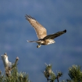 Kanja_Common_buzzard_Buteo_buteo_41.jpg