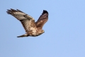 Kanja_Common_buzzard_Buteo_buteo_42.jpg