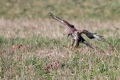 Kanja_Common_buzzard_Buteo_buteo_43.jpg