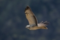 Kanja_Common_buzzard_Buteo_buteo_44.jpg