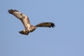 Kanja_Common_buzzard_Buteo_buteo_47.jpg