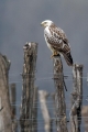 Kanja_Common_buzzard_Buteo_buteo_52.jpg