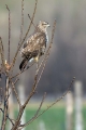 Kanja_Common_buzzard_Buteo_buteo_54.jpg