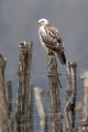 Kanja_Common_buzzard_Buteo_buteo_57.jpg