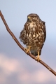 Kanja_Common_buzzard_Buteo_buteo_58.jpg