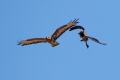 Kanja_Common_buzzard_Buteo_buteo_59.jpg