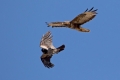 Kanja_Common_buzzard_Buteo_buteo_60.jpg