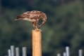 Kanja_Common_buzzard_Buteo_buteo_63.jpg