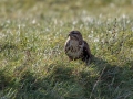 Kanja_Common_buzzard_Buteo_buteo_70.jpg