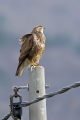 Kanja_Common_buzzard_Buteo_buteo_71.jpg