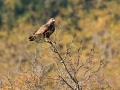 Kanja_Common_buzzard_Buteo_buteo_74.jpg